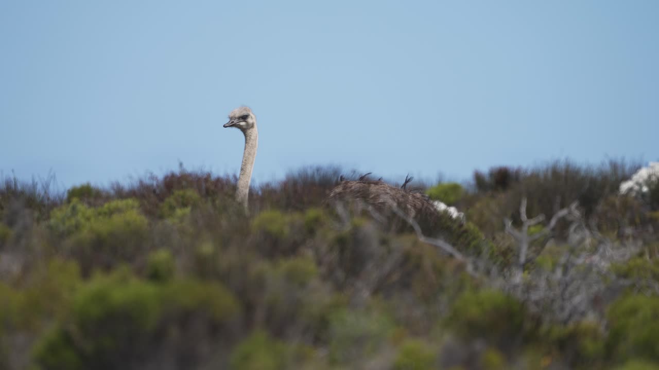 잔디 에 있는 새우