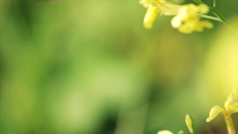 butterfly closeup on a flower in slow motion