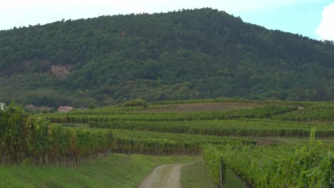 Viñedos-Verdes-En-Las-Afueras-De-Colmar,-En-El-Este-De-Francia.