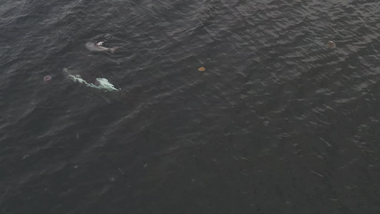 fotografía aérea de arriba hacia abajo de una familia de delfines de pico blanco buceando en los fiordos occidentales de islandia