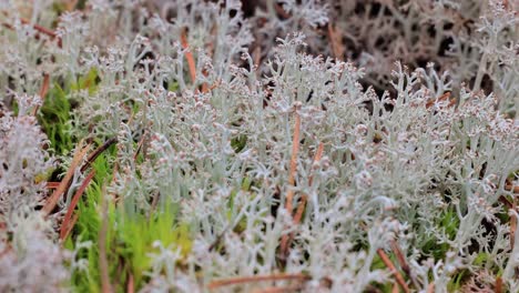 arctic tundra lichen moss close-up. cladonia rangiferina, also known as reindeer cup lichen.