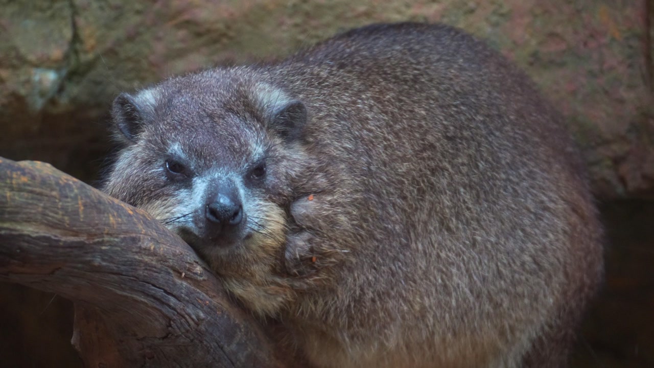 Close up shot of a Rock hyrax (Procavia capensis) rests on a branch.