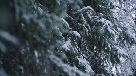 Closeup-of-spruce-branches-in-heavy-snow-precipitation