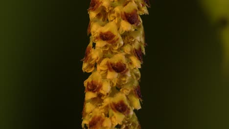 racimo de flores cilíndricas de un abedul blanco europeo llamado catkin