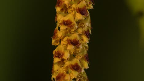 cylindrical flower cluster of a european white birch called catkin