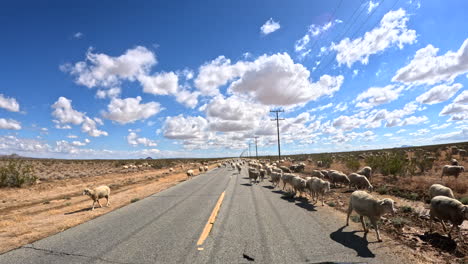 Ovejas-Camperas-En-La-Carretera-En-El-Desierto-De-Mojave-Impidiendo-El-Tráfico---Punto-De-Vista-Del-Conductor