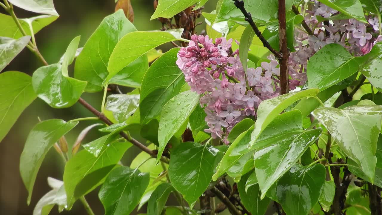 flor lila bajo la lluvia y el viento, que representa la belleza de la naturaleza y la frescura de las gotas de lluvia