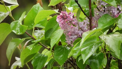 Flor-Lila-Bajo-La-Lluvia-Y-El-Viento,-Que-Representa-La-Belleza-De-La-Naturaleza-Y-La-Frescura-De-Las-Gotas-De-Lluvia