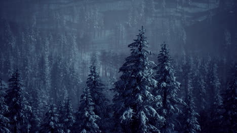 morning winter forest in carpathian mountains