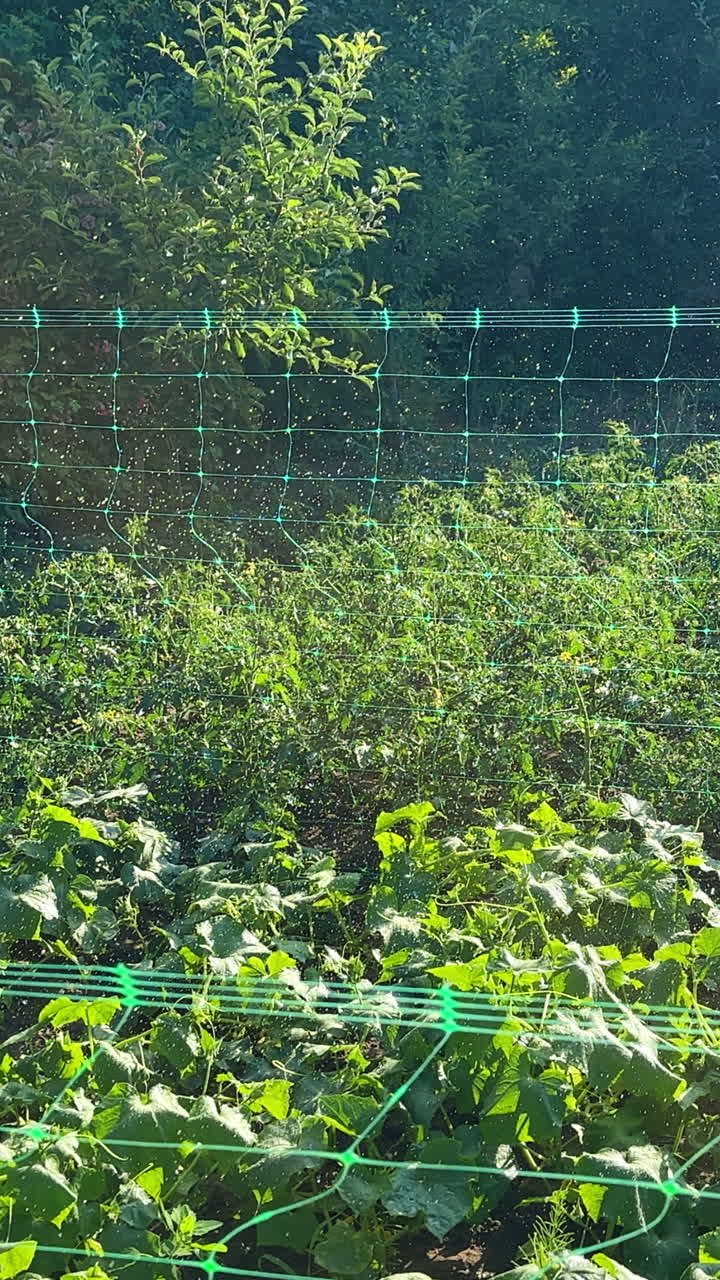 Watering Vegetables in a Garden