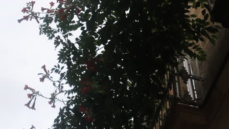 trumpet vine flowers on a building