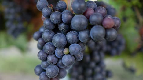 primer plano de uvas en un viñedo de burdeos