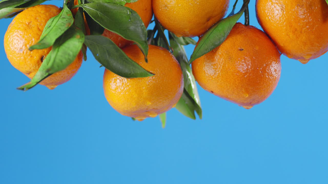 de las ramas con mandarinas maduras caen gotas de agua.