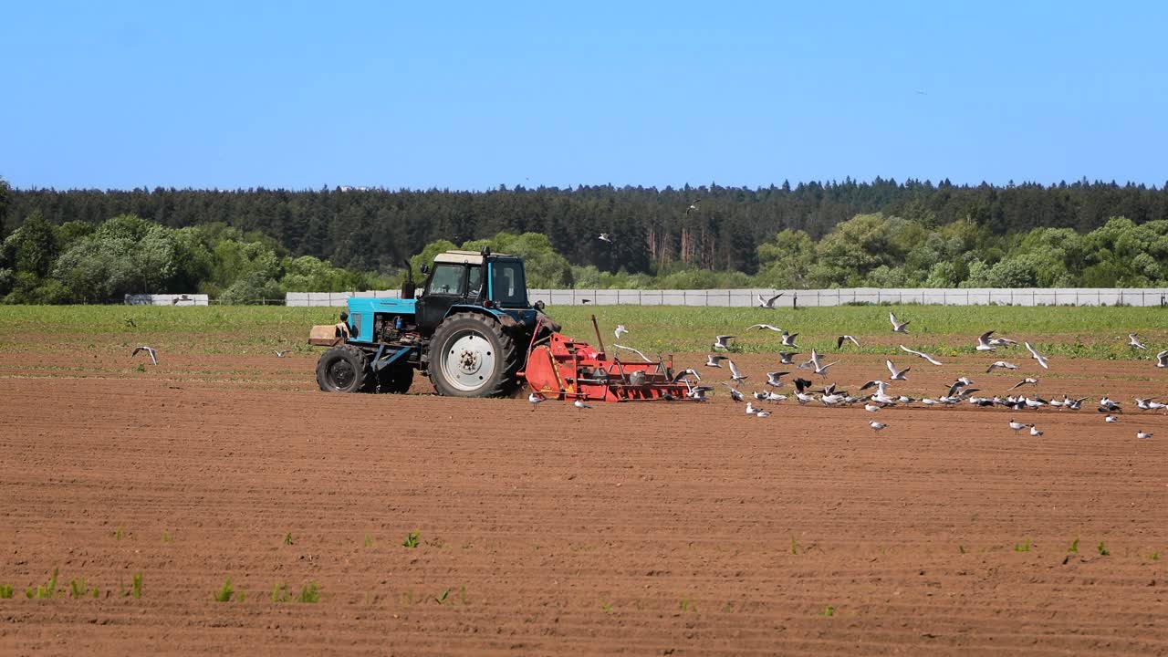 los pájaros hambrientos están volando detrás del tractor, y comen grano de la tierra cultivable.