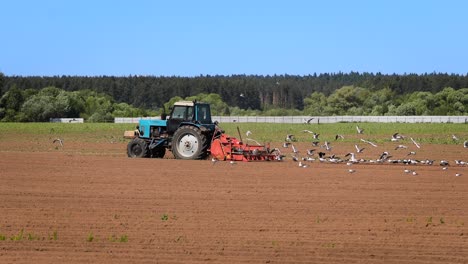 agricultural work on a tractor farmer sows grain. hungry birds are flying behind the tractor, and eat grain from the arable land.