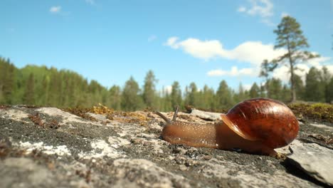 Caracol-Arrastrándose-Lentamente-Sobre-Musgo-Verde