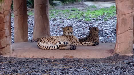 two cheeters resting at the zoo