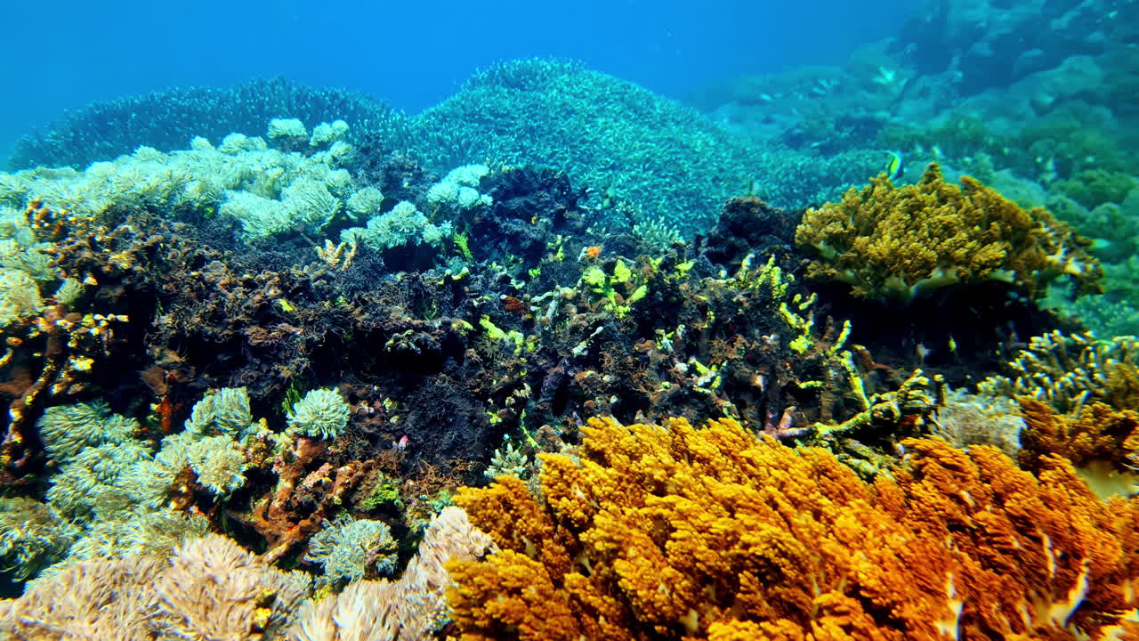 Snorkeling di atas terumbu karang yang hidup di Bali, Indonesia. Kamera perlahan meluncur maju di atas karang berwarna-warni dan lunak di air tropis yang jernih, menampakkan kehidupan laut yang kaya dan habitat terumbu karang dangkal.