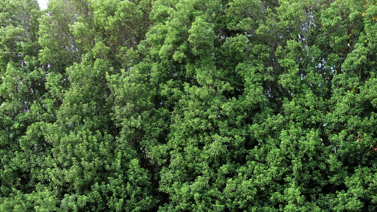 Bushes Blown Around In Gale Force Winds, SLOW MOTION