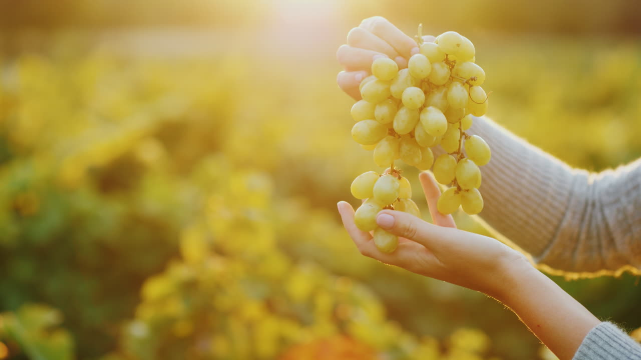 태양 광선에 포도 크론이 있는 손
