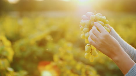 hands with crones of grapes in the rays of the sun