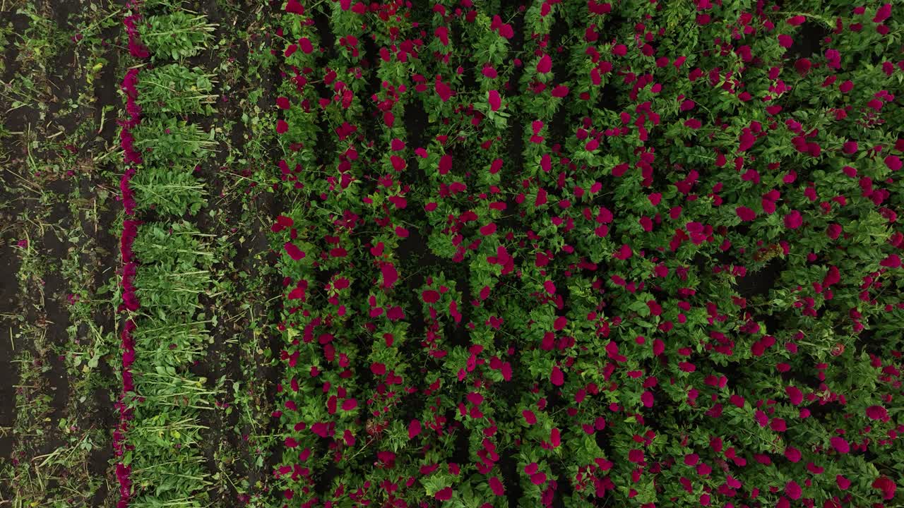video de un solo agricultor cosechando flores de terciopelo para los altares del día de los muertos en atlixco, méxico