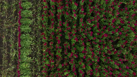 Drone video of a single farmer harvesting terciopelo flowers for the altars of the día de muertos in Atlixco, México