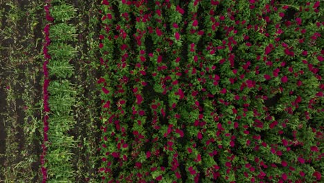 drone video of a single farmer harvesting terciopelo flowers for the altars of the día de muertos in atlixco, méxico