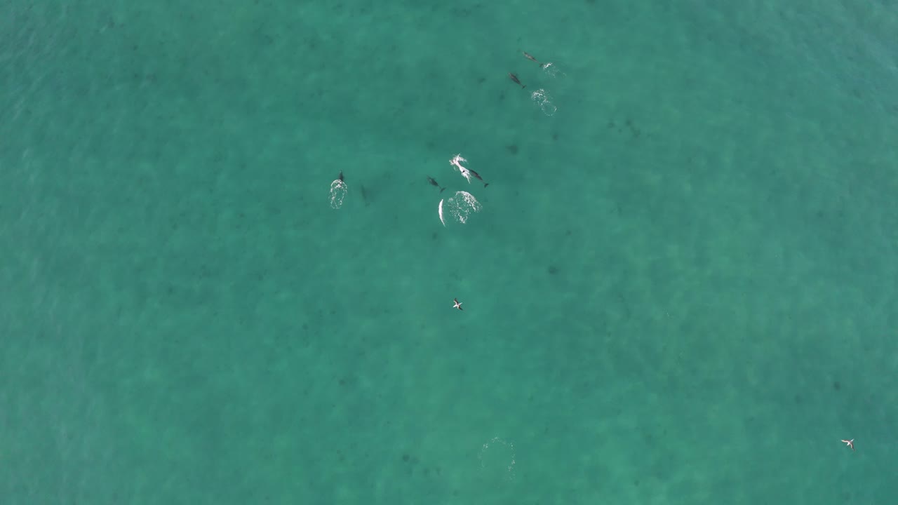 열 대 푸른 멕시코 바다 물에 병코 돌고래의 포드, 공중 무인 항공기 보기