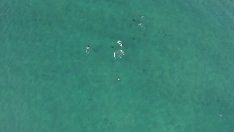 Manada-De-Delfines-Nariz-De-Botella-En-El-Agua-Del-Océano-Azul-Tropical-De-México,-Vista-Aérea-De-Drones