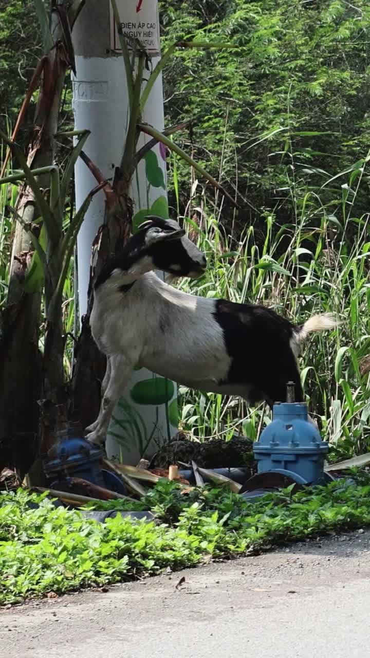 염소가 울불한 식물 근처의 도로를 가로질러 고 있습니다.