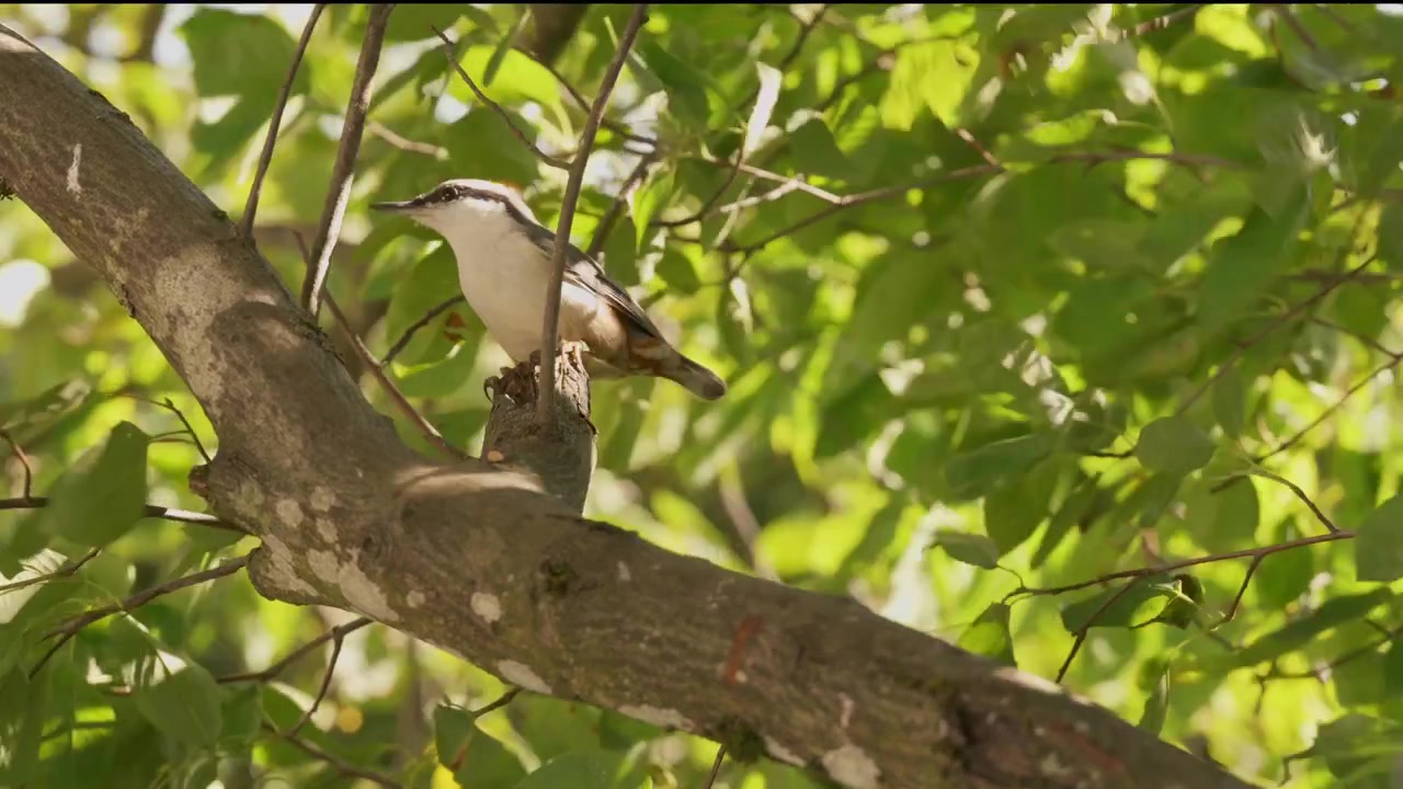 A Eurasian nuthatch energetically pecking at a tree branch to forage for food