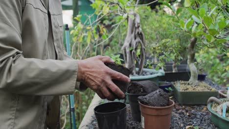 midsection of african american male gardener planting seedlings at garden center