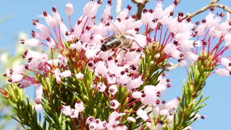 Honey-bee-pollination-crawling-on-colourful-hyacinth-flower-petals-in-spring-garden