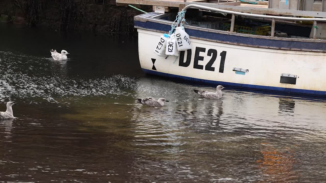 gaviotas se reúnen alrededor de un barco en el puerto