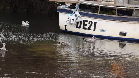 seagulls gather around a boat in harbor