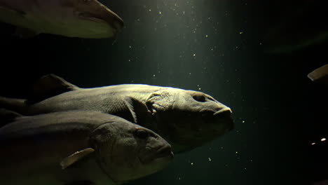 stereolepis doederieini- pez grande, pez judío rayado en el acuario de kamon, japón