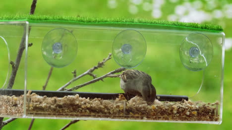 two sparrows feeding from a clear birdbox