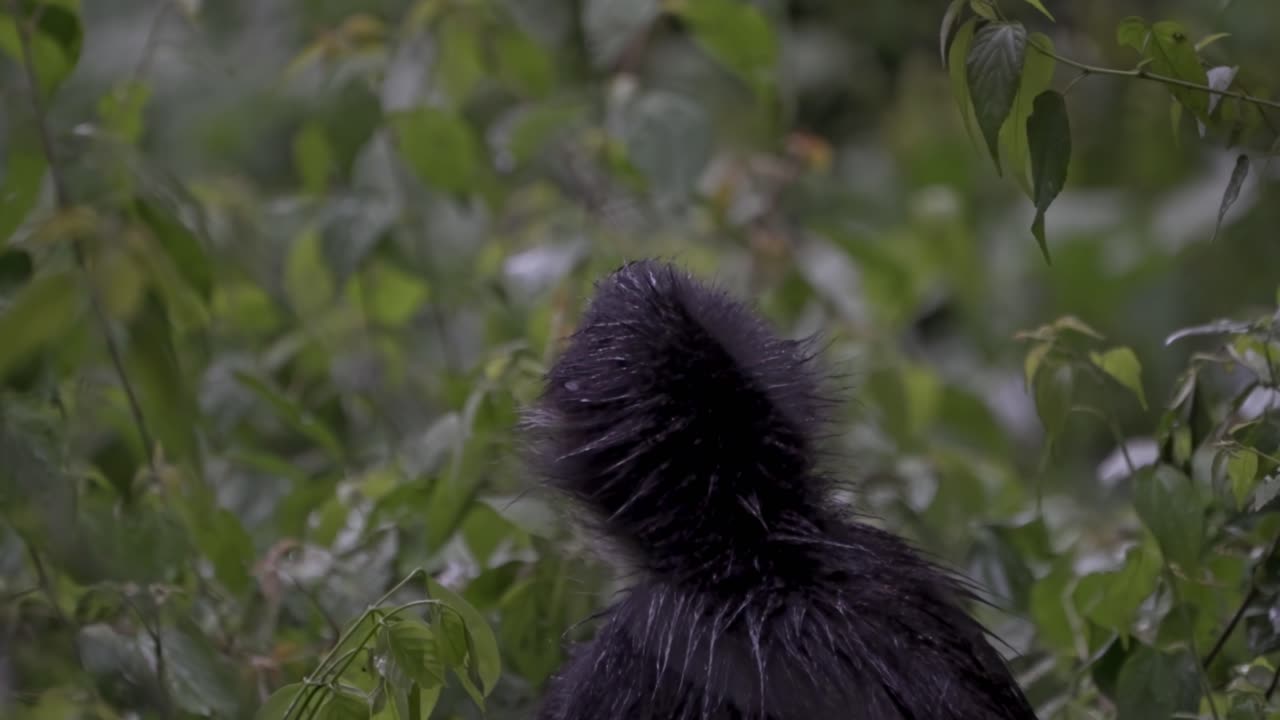A spider monkey enjoys its meal high in the jungle canopy of Lake Atitlán