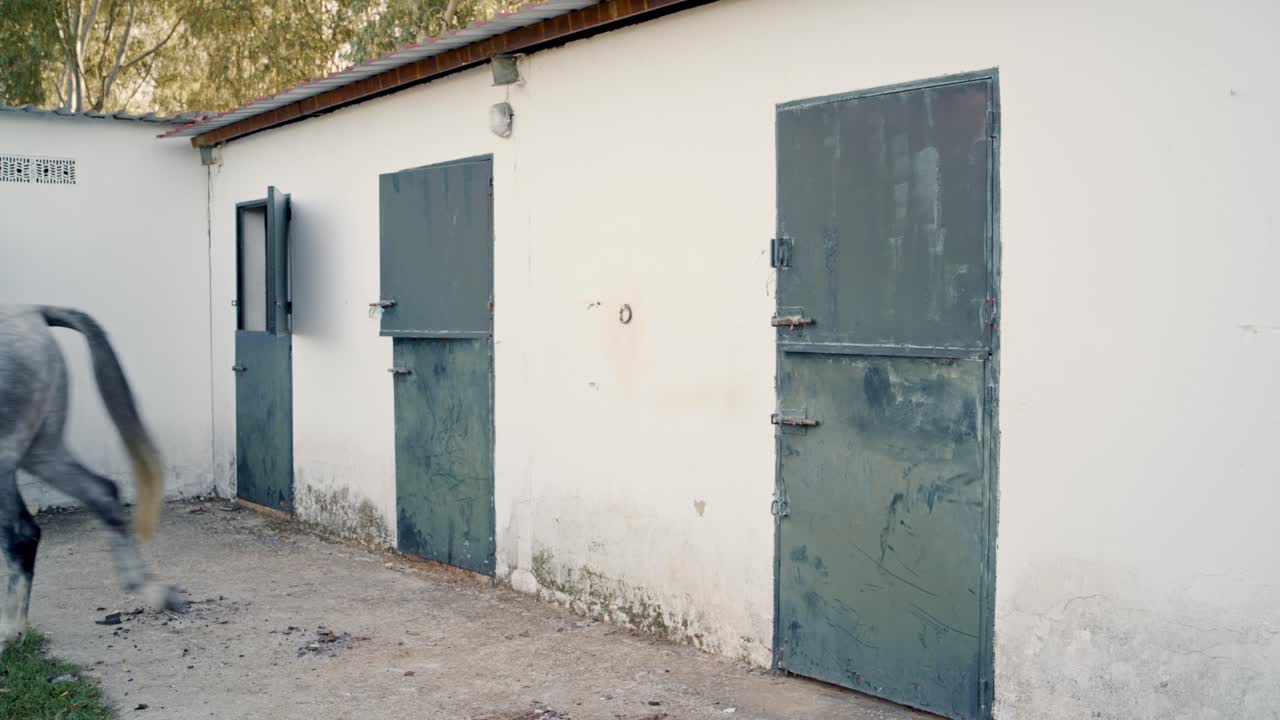 Sposo barbuto che scioglie e porta via il cavallo.