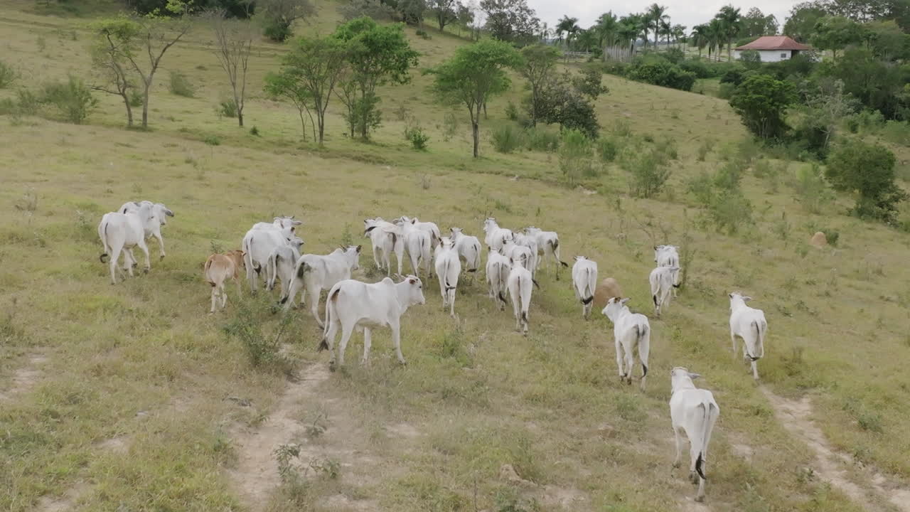 Riprese aeree al rallentatore che seguono un gruppo di mucche bianche in Brasile.