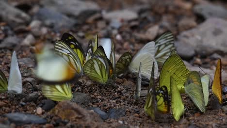 Gemeiner-Albatros-Appias-Albina,-Gemeine-Grasgelbe-Eurema-Hecabe,-Gemeine-Möwe-Cepora-Nerissa,-Gemeiner-Albatros-Appias-Albina,-Orangemöwe-Cepora-Judith