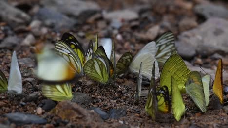 albatros común appias albina, hierba común amarilla eurema hecabe, gaviota común cepora nerissa, albatros común appias albina, gaviota anaranjada cepora iudith
