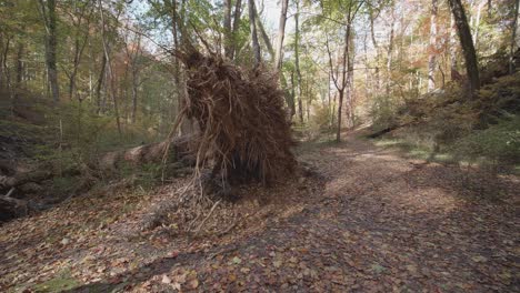 Base-Y-Raíces-De-árboles-Volcados,-A-Lo-Largo-De-Wissahickon-Creek