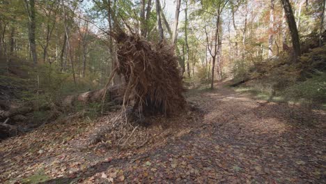 base y raíces de árboles volcados, a lo largo de wissahickon creek