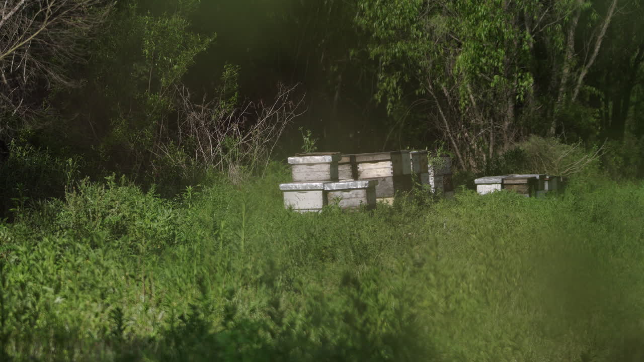Peaceful scene of beekeeping boxes placed in the green nature, surrounded by lush plants and trees. The calm environment highlights the connection between nature and sustainable beekeeping practices.