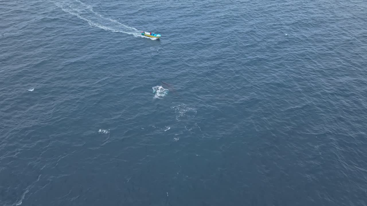 Protective Mother Humpback Whale redirects her young calf playing blissfully unaware of danger from collision with passing boat