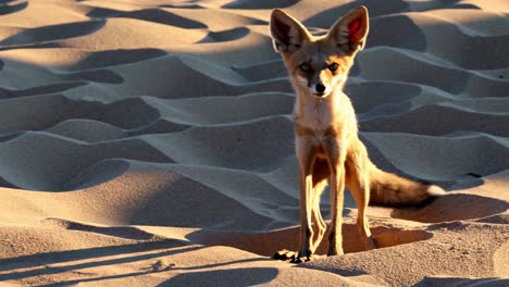 sand fox in the desert