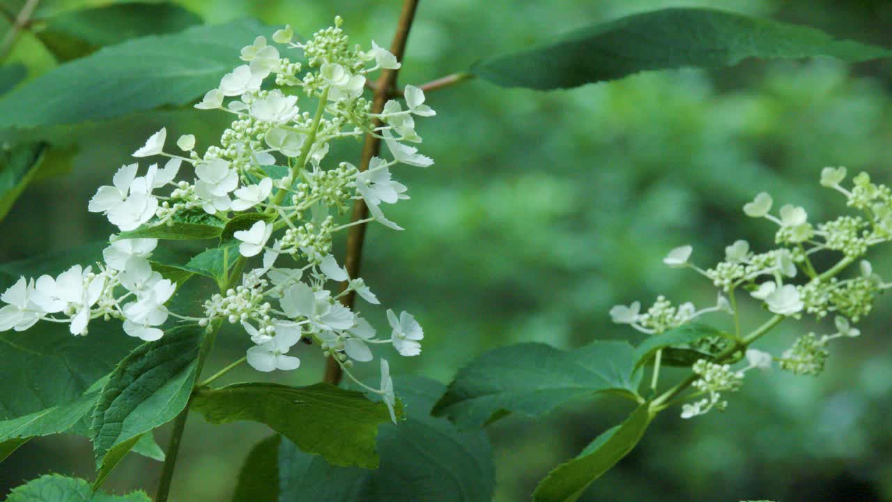 Close-up of white flower cluster moving in soft breeze, natural daylight, shallow depth of field
