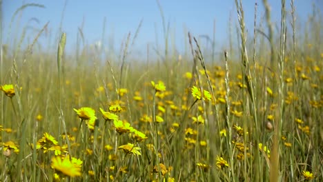 Feld-Mit-Gelben-Blumen